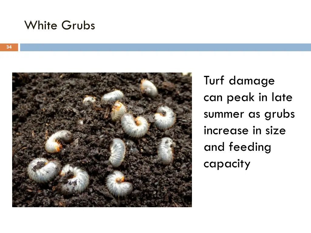 white grubs