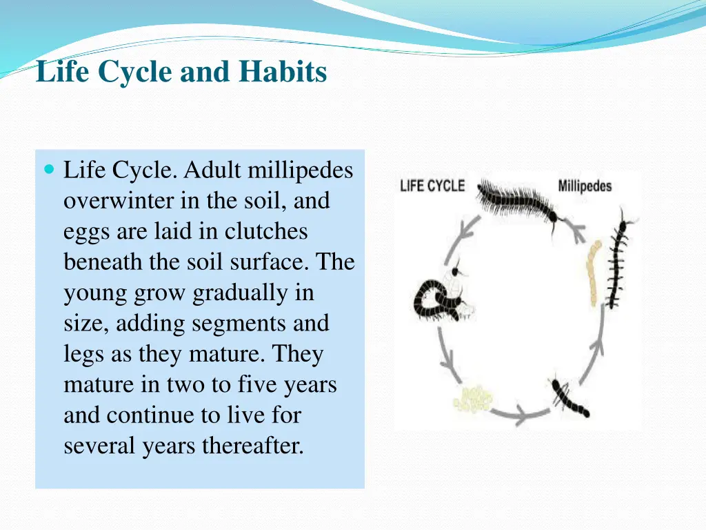 life cycle and habits