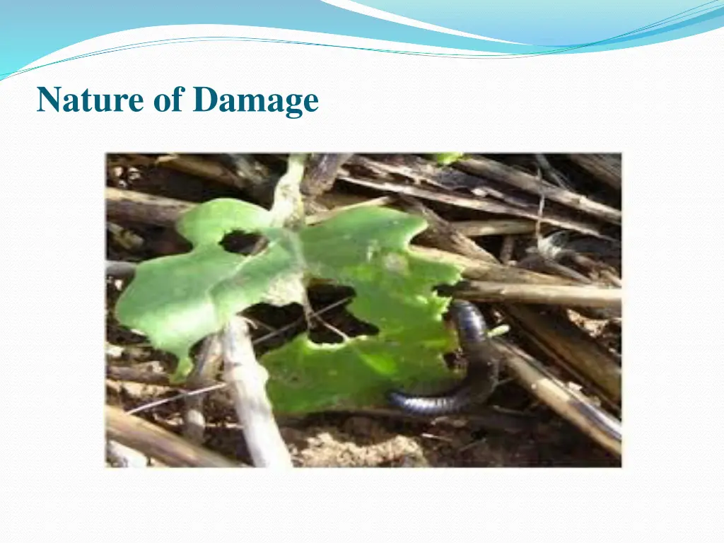 nature of damage 1