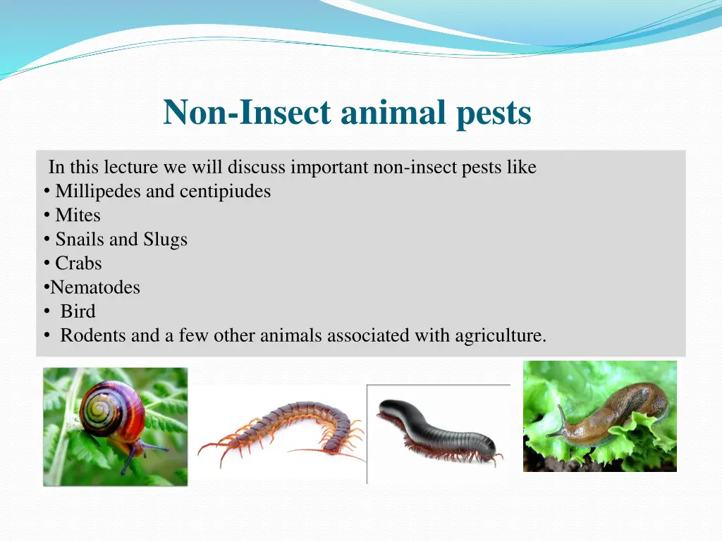 non insect animal pests