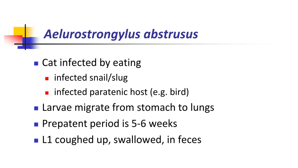 aelurostrongylus abstrusus 1