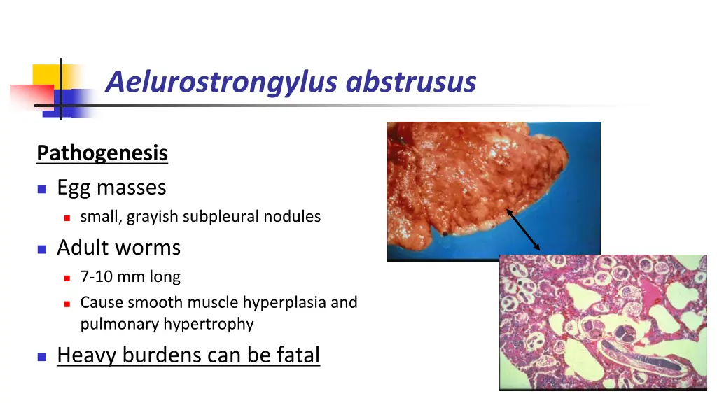 aelurostrongylus abstrusus 2