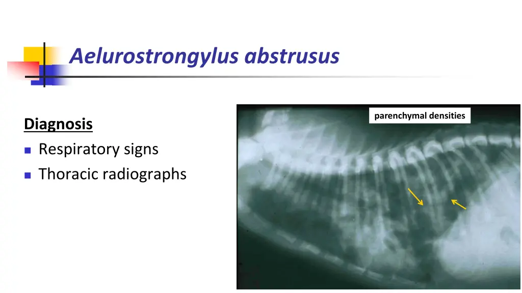 aelurostrongylus abstrusus 3