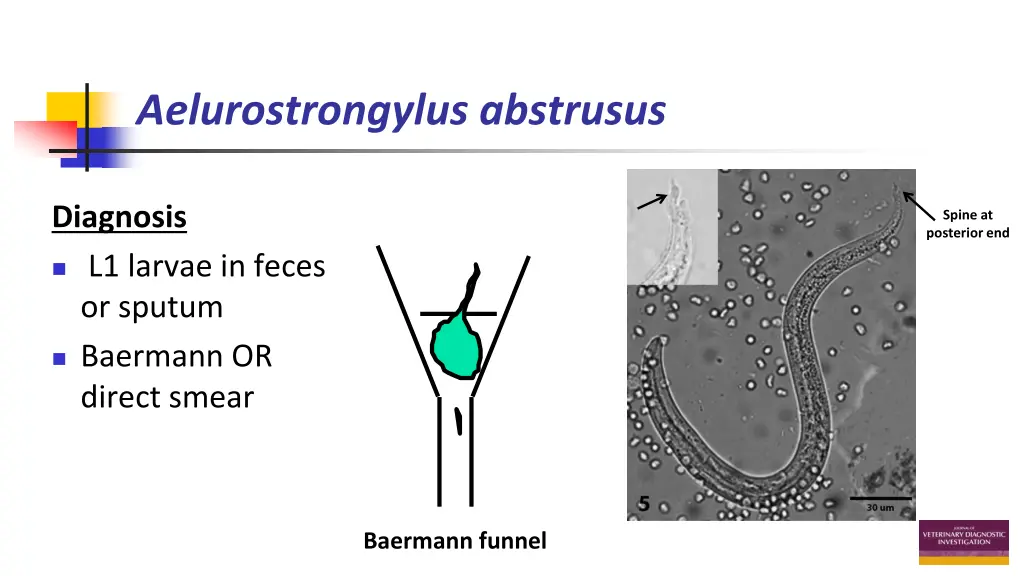 aelurostrongylus abstrusus 4