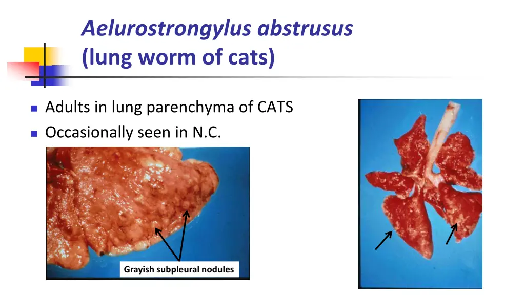 aelurostrongylus abstrusus lung worm of cats