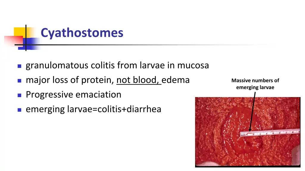 cyathostomes 1