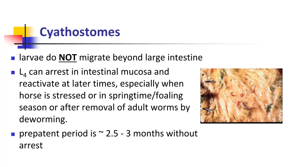 cyathostomes