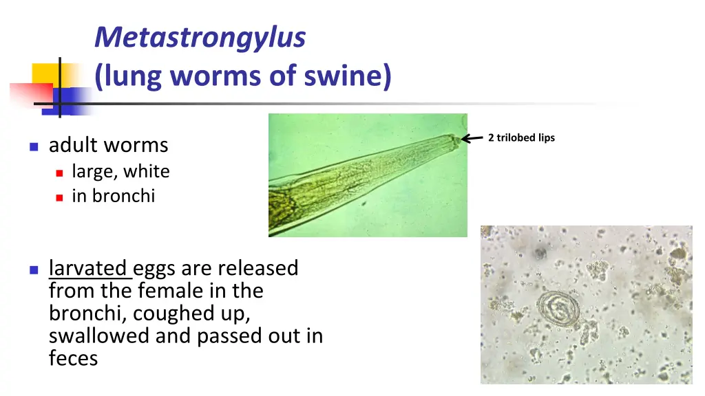 metastrongylus lung worms of swine