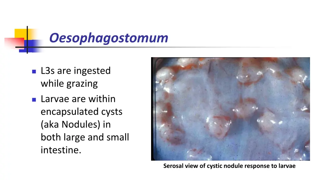 oesophagostomum 1