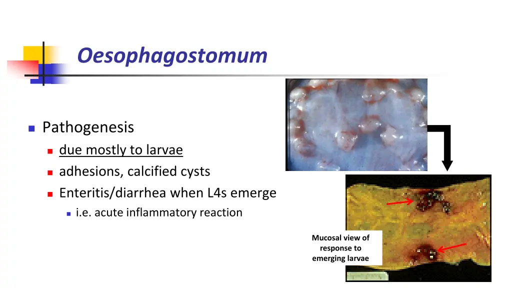 oesophagostomum 2