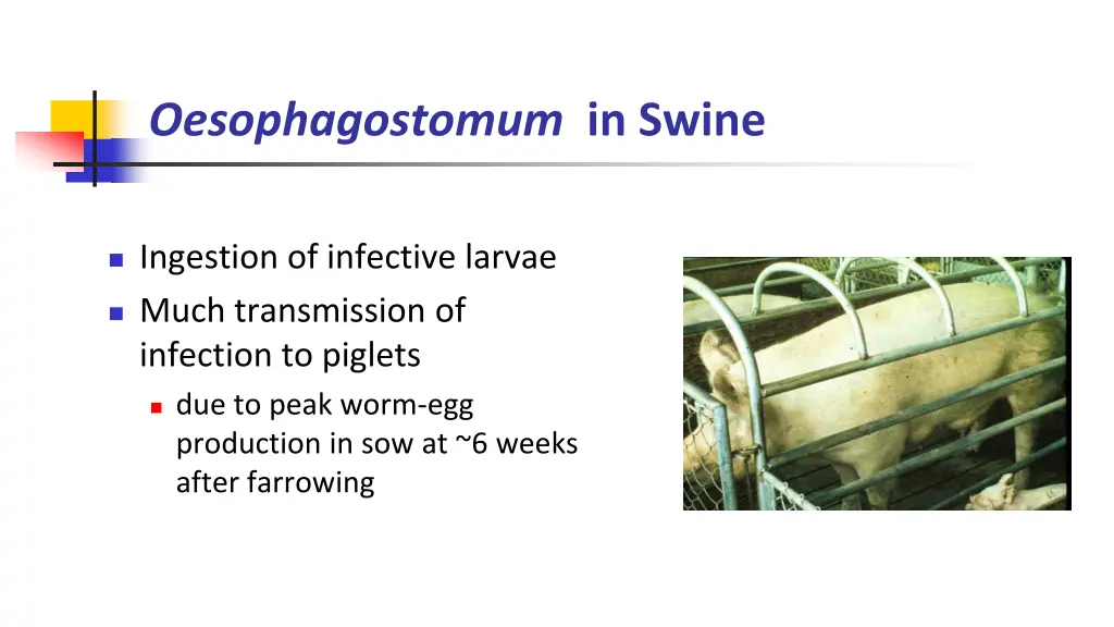 oesophagostomum in swine