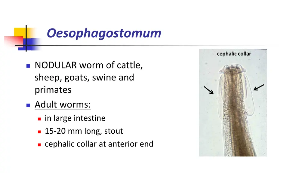 oesophagostomum