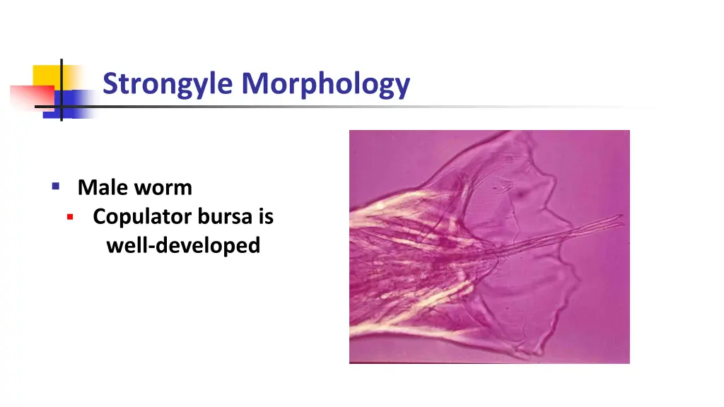 strongyle morphology 1