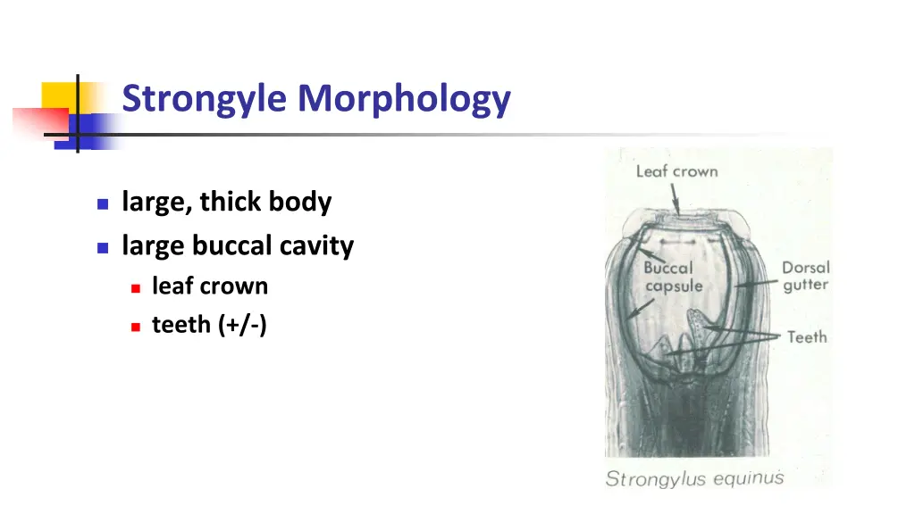 strongyle morphology