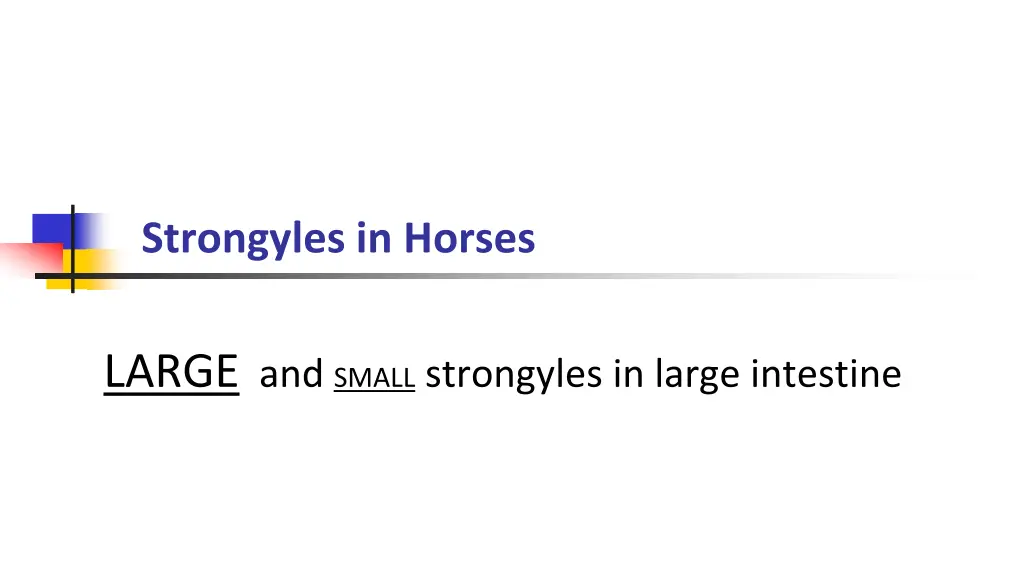 strongyles in horses