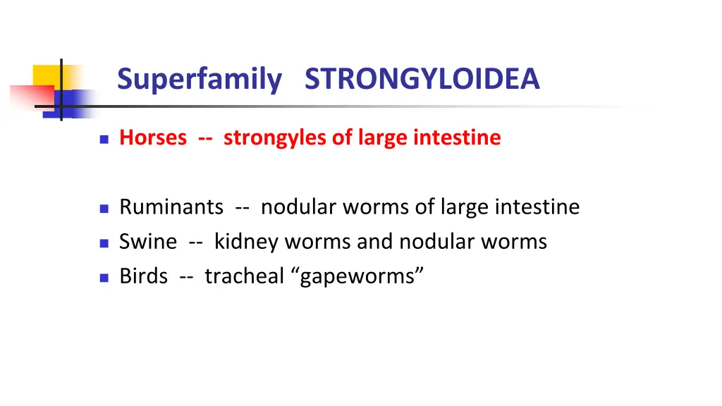 superfamily strongyloidea