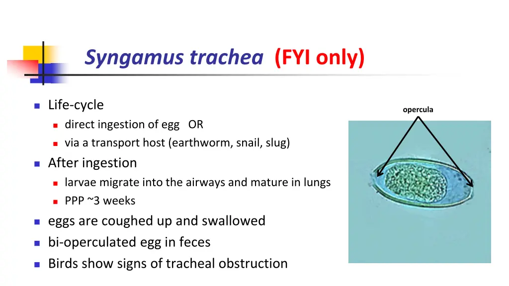 syngamus trachea fyi only 1