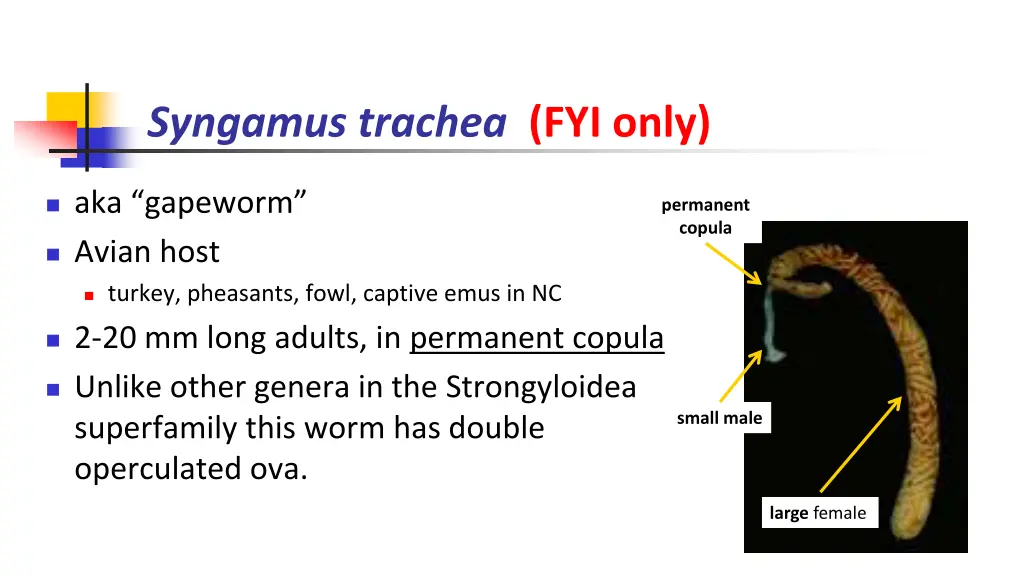 syngamus trachea fyi only