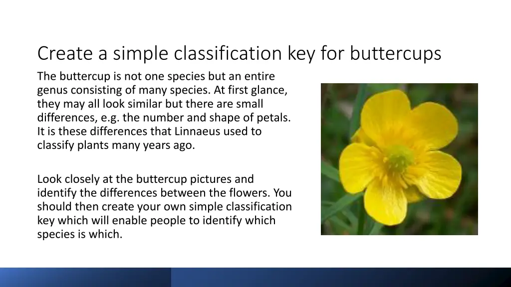 create a simple classification key for buttercups