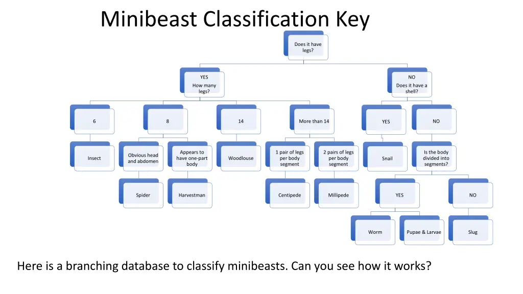 minibeast classification key