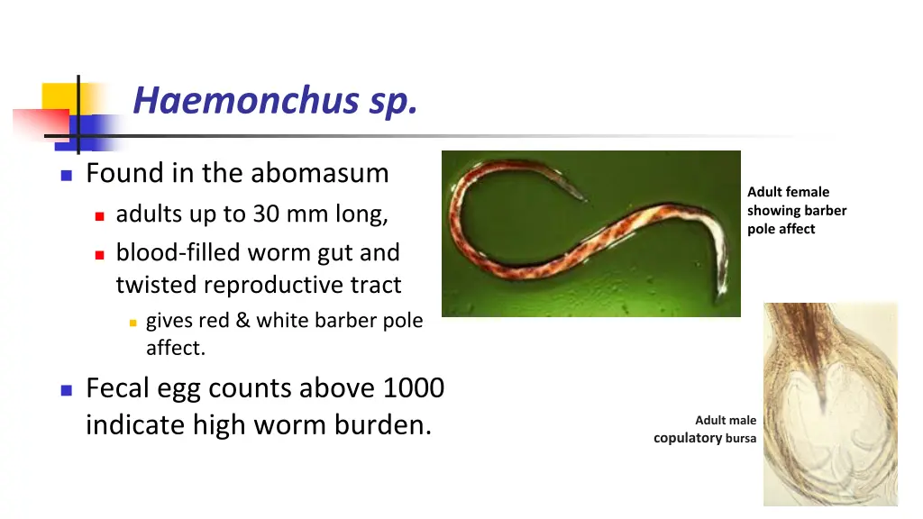 haemonchus sp 1