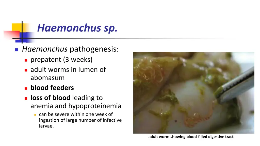 haemonchus sp 2