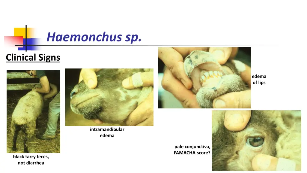 haemonchus sp 3