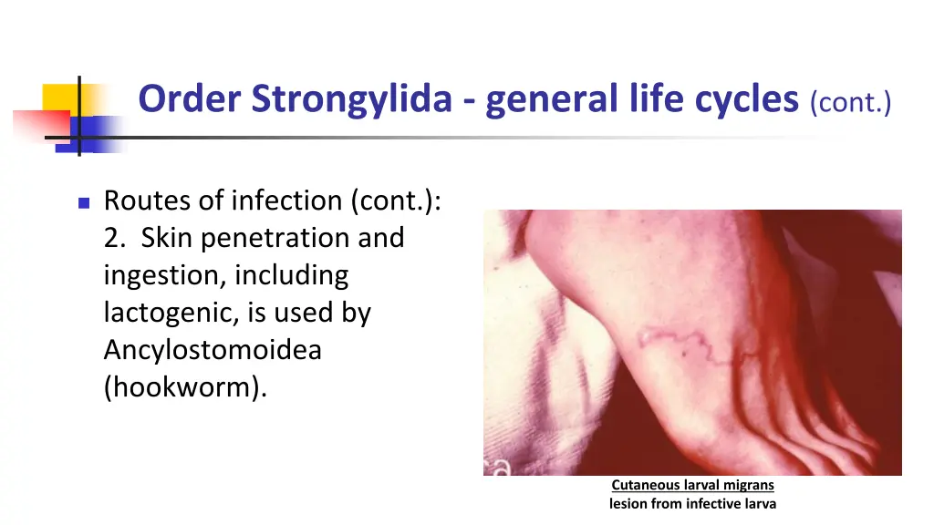 order strongylida general life cycles cont 1