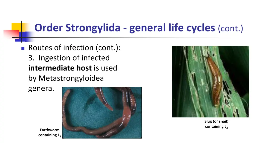 order strongylida general life cycles cont 2