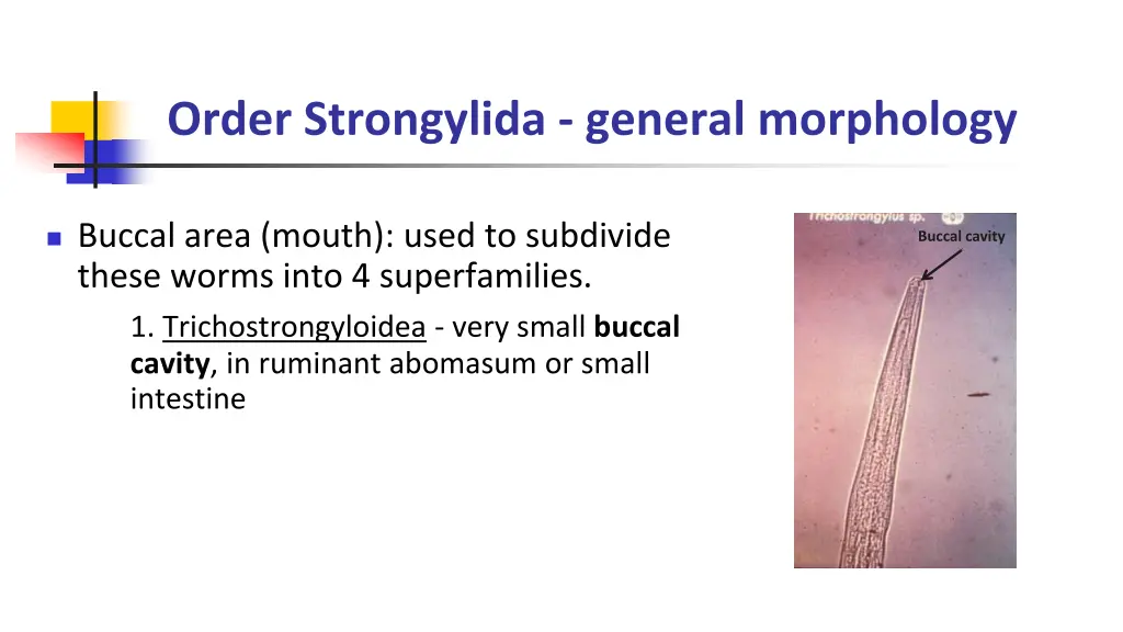 order strongylida general morphology 1