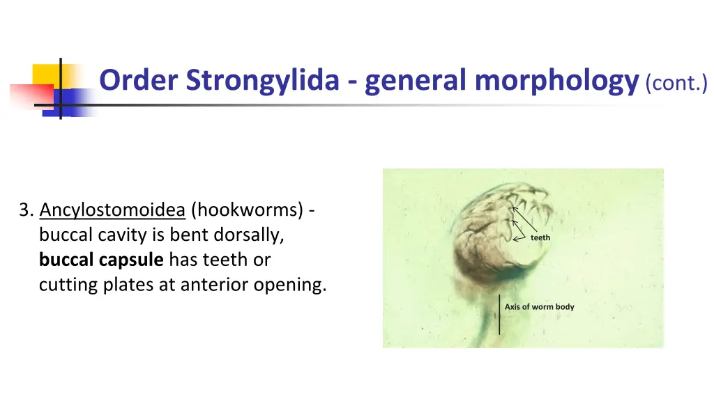 order strongylida general morphology cont 1