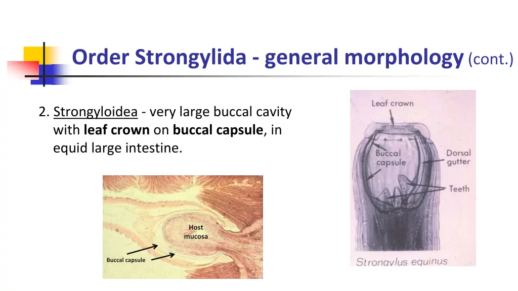 order strongylida general morphology cont