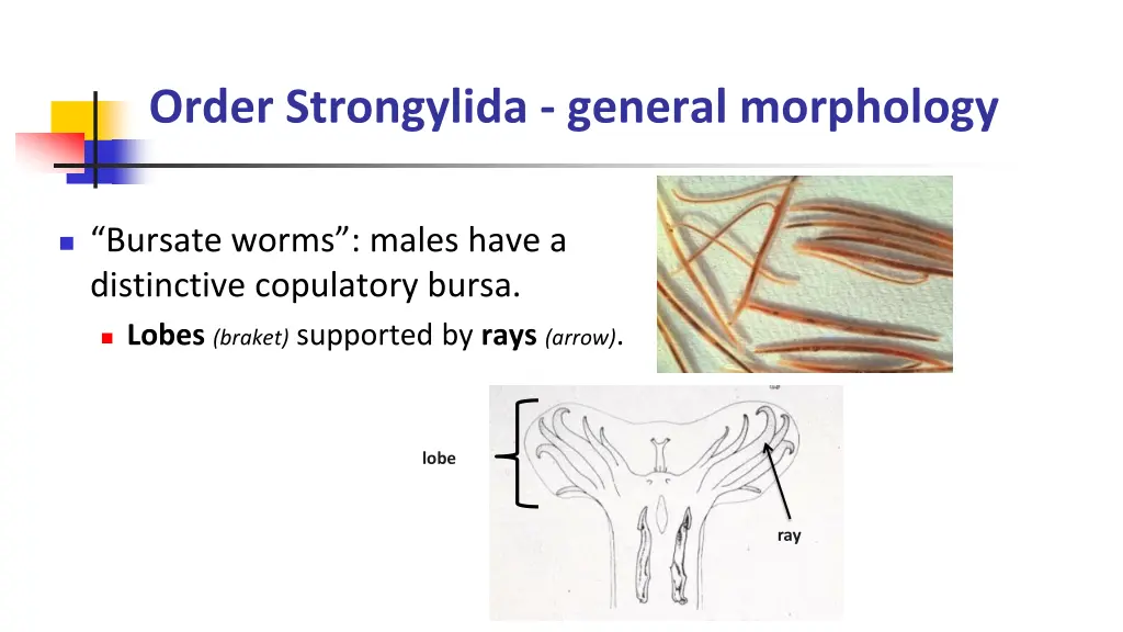 order strongylida general morphology