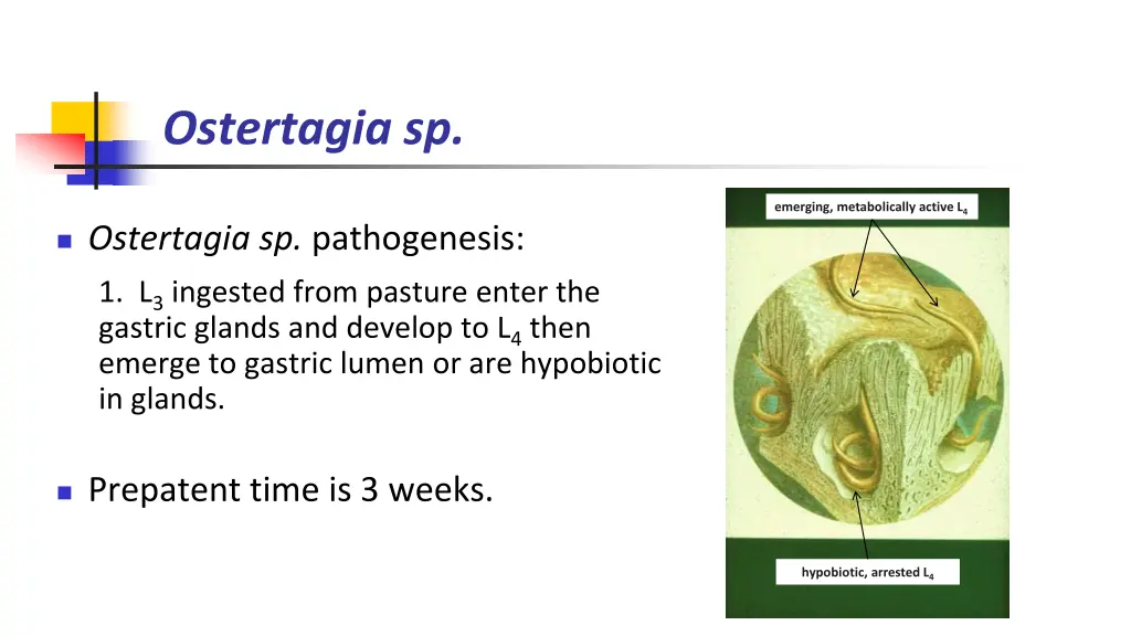 ostertagia sp 1