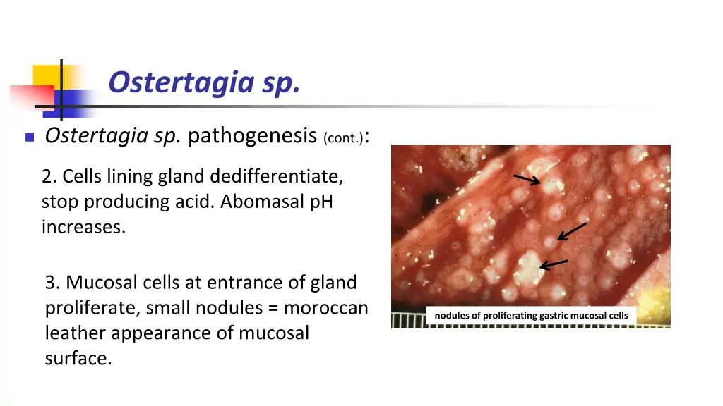 ostertagia sp 2