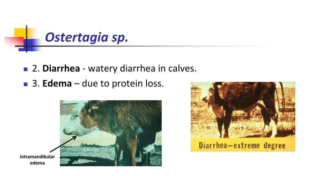 ostertagia sp 5