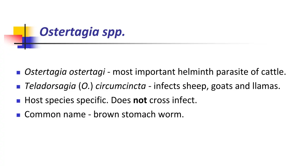 ostertagia spp