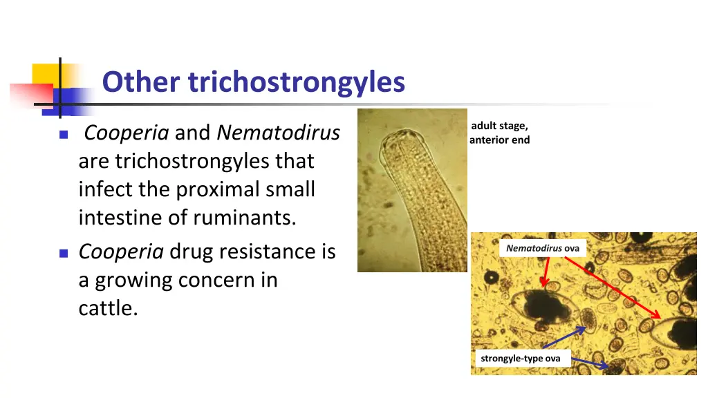 other trichostrongyles