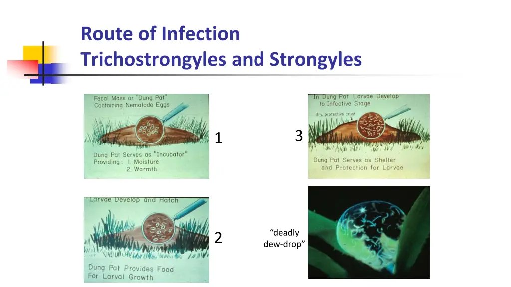 route of infection trichostrongyles and strongyles