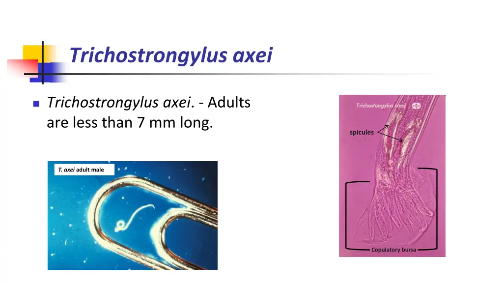 trichostrongylus axei