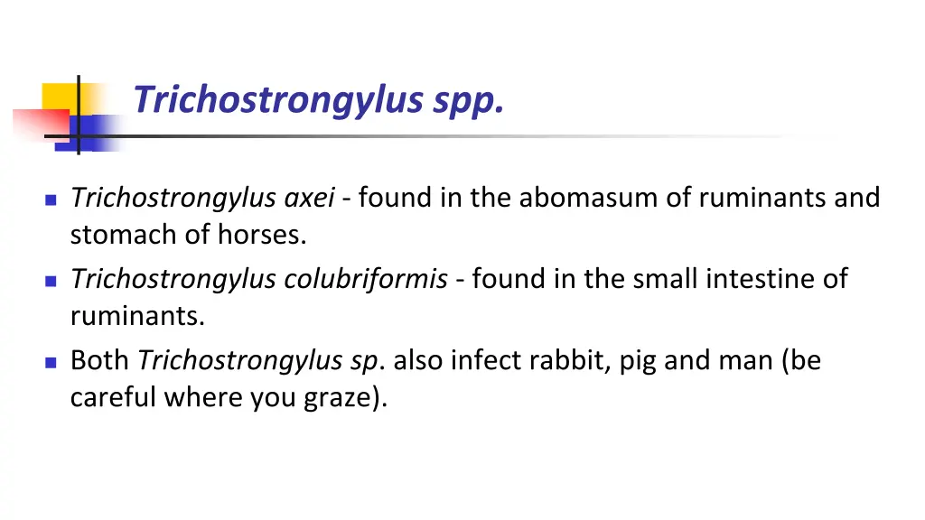 trichostrongylus spp