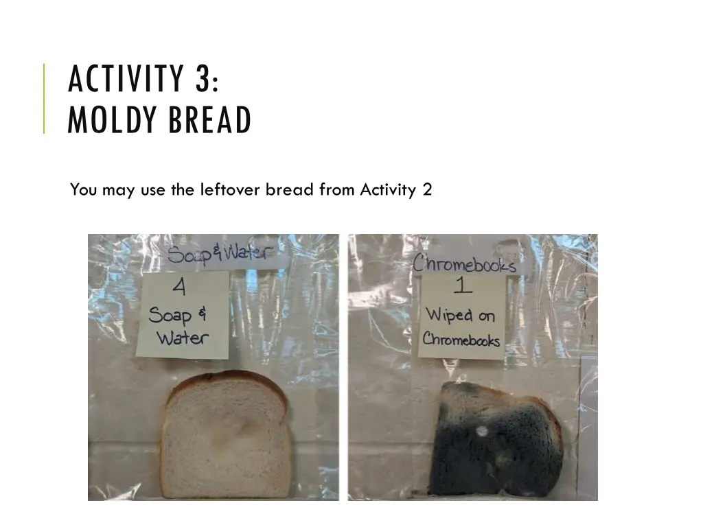 activity 3 moldy bread