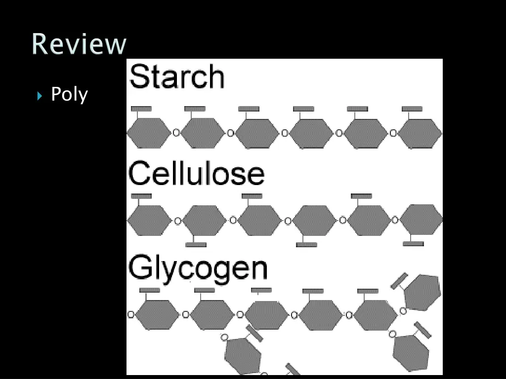 starch cellulose and glycogen are polysaccharides