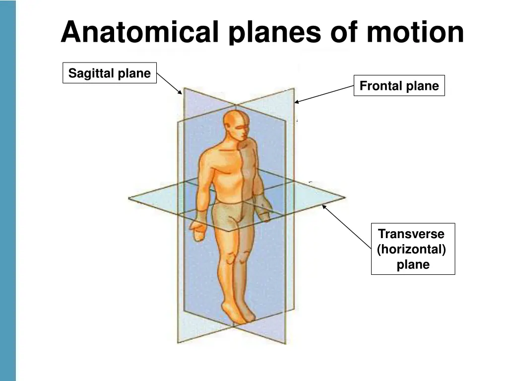 anatomical planes of motion