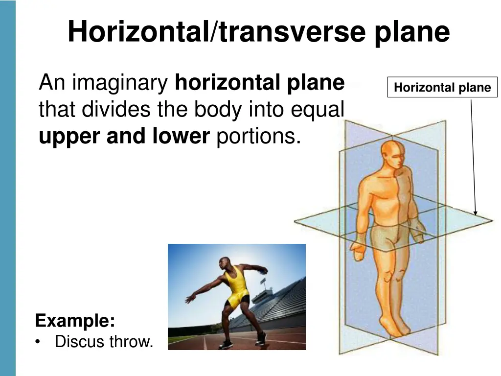 horizontal transverse plane