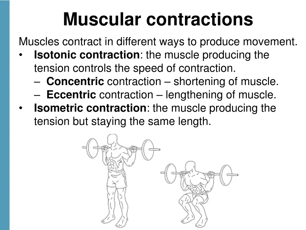 muscular contractions muscles contract