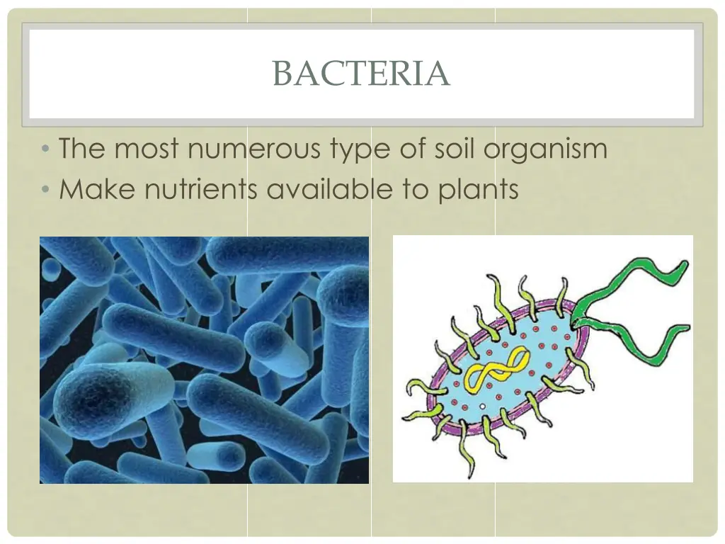 bacteria