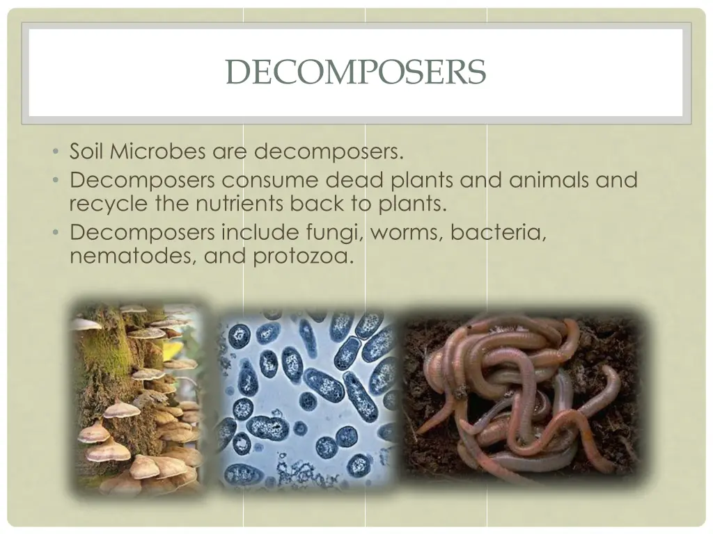 decomposers