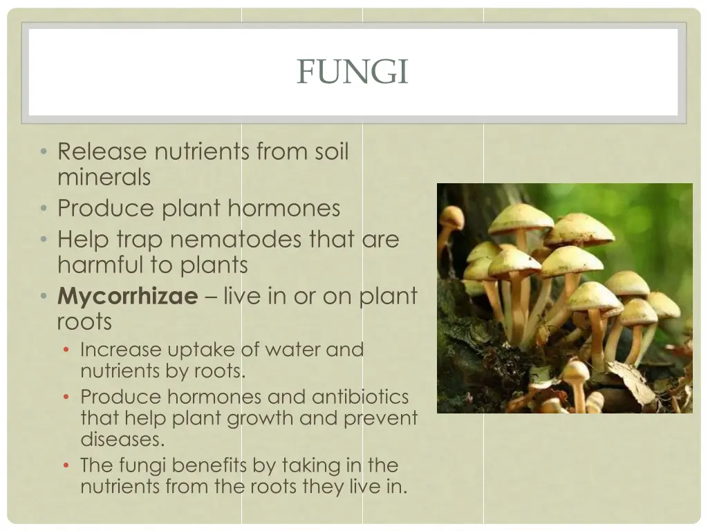 fungi