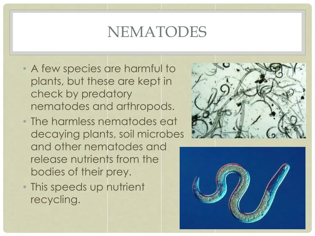 nematodes